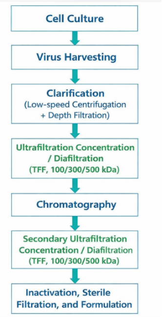 Procés de purificació aigües avall a escala industrial-per a la vacuna contra...